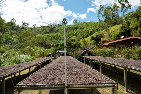 *Pre-Order* Costa Rica - Gesha Natural