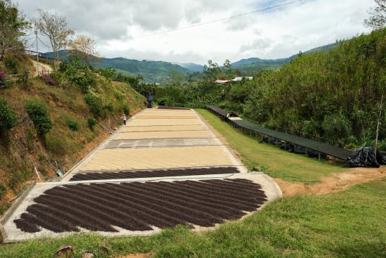 *Pre-Order* Costa Rica - Gesha Natural