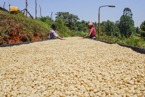 Kenya: Kii, Kirinyaga (Washed)
