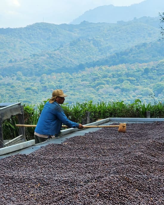 El Salvador - Mauricio Salaverria - Finca Himalaya