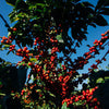 Tanzania Mbeya Mwangoka, Songwe